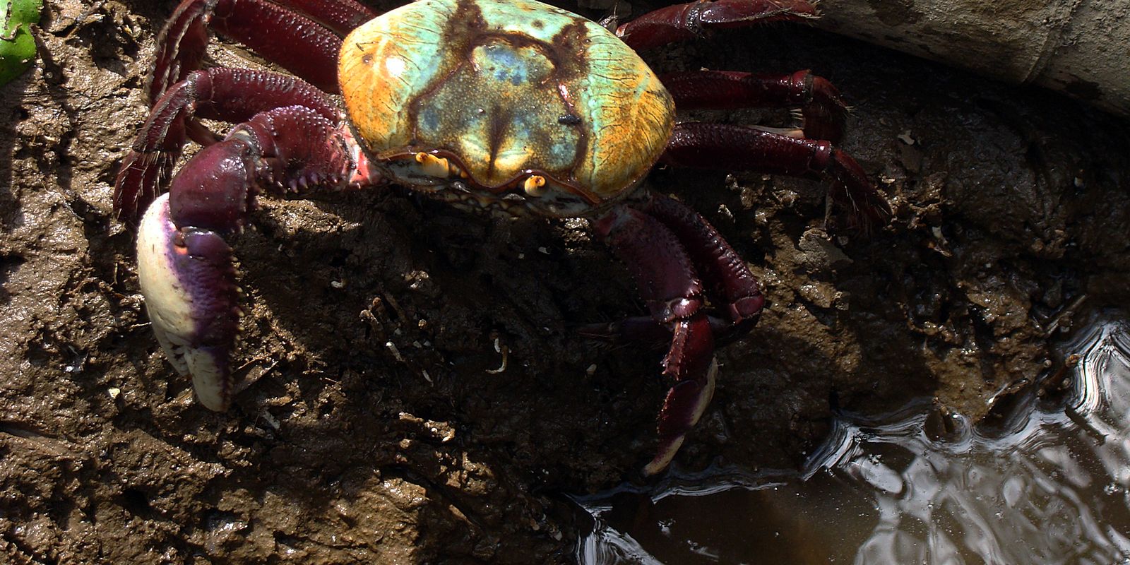 Ibama inicia período de defeso do caranguejo-uçá em dez estados