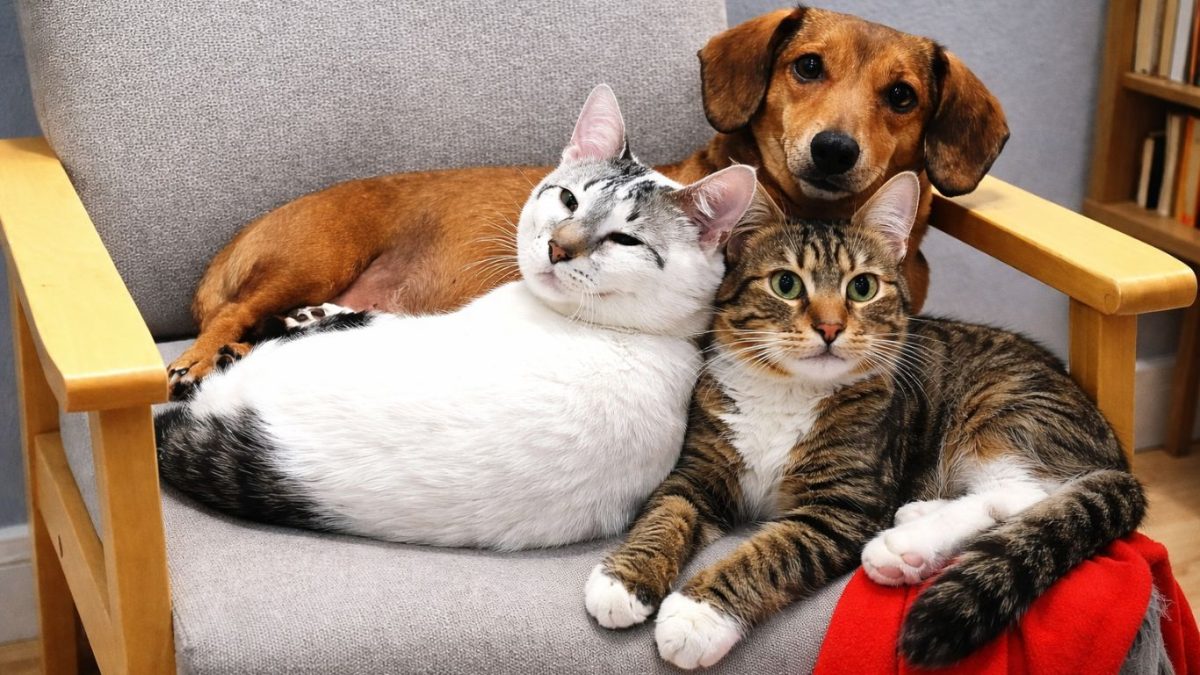 Senado avança com Estatuto dos Cães e Gatos e prevê até 10 anos de prisão