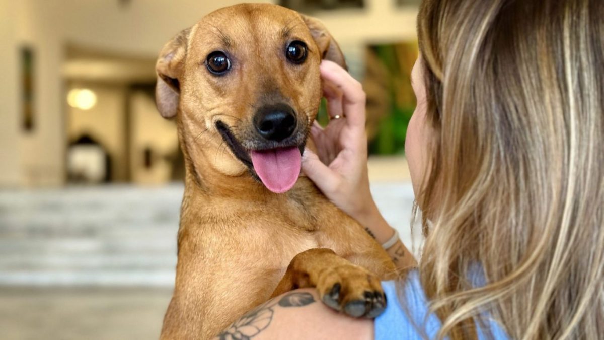 SP autoriza sepultamento de cães e gatos em jazigos de família