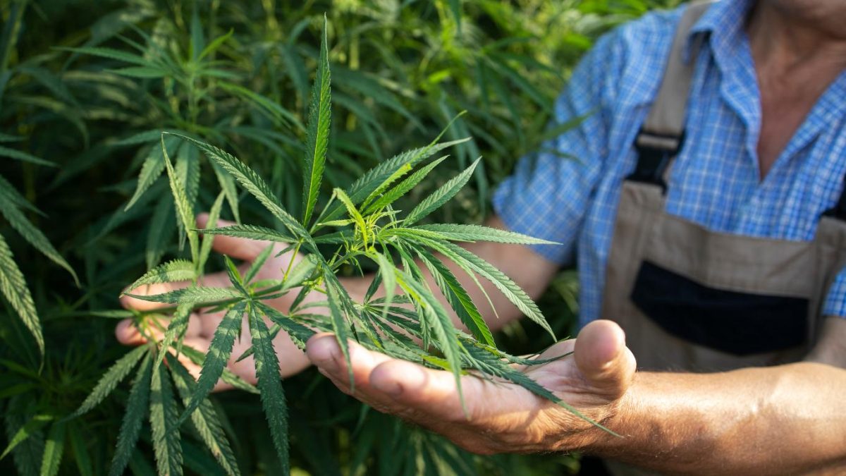 Anvisa oficializa regras para cultivo e produção de cannabis medicinal