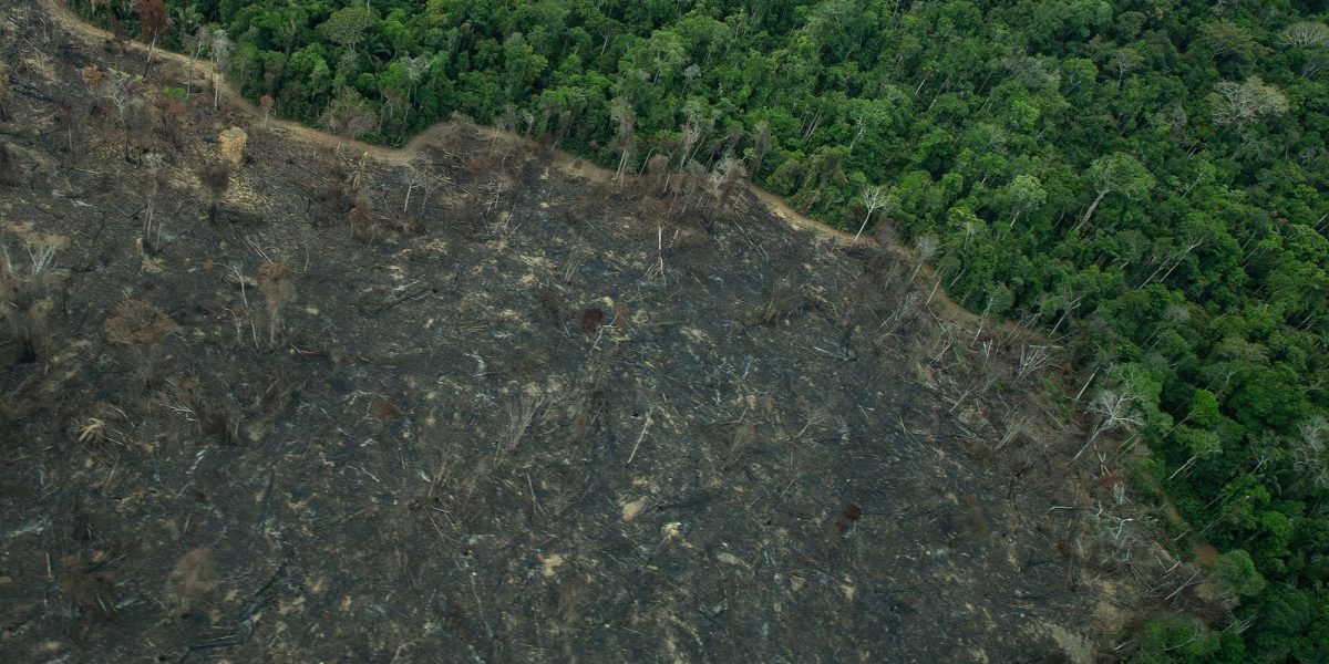 Operação no sul do Amazonas aplica R$ 28 milhões em multas contra o desmatamento