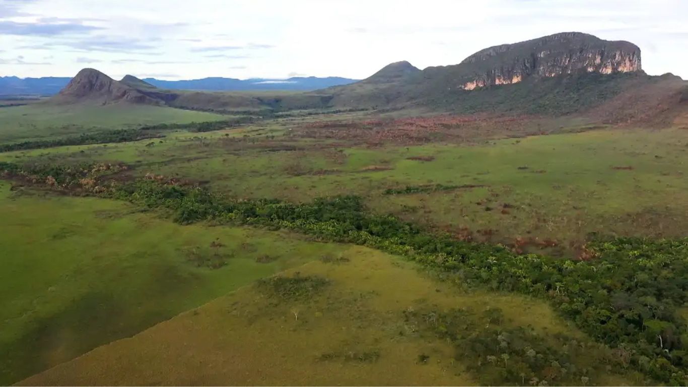 Stocche Forbes e Mello Torres estruturam emissão de títulos rurais de US$ 300 mi no bioma Cerrado