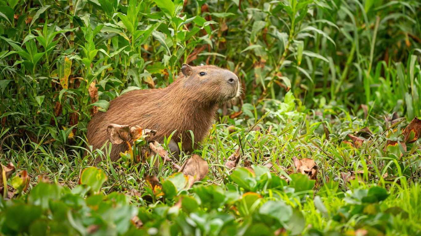 Justiça do Rio mantém prisão de seis homens por espancamento de capivara