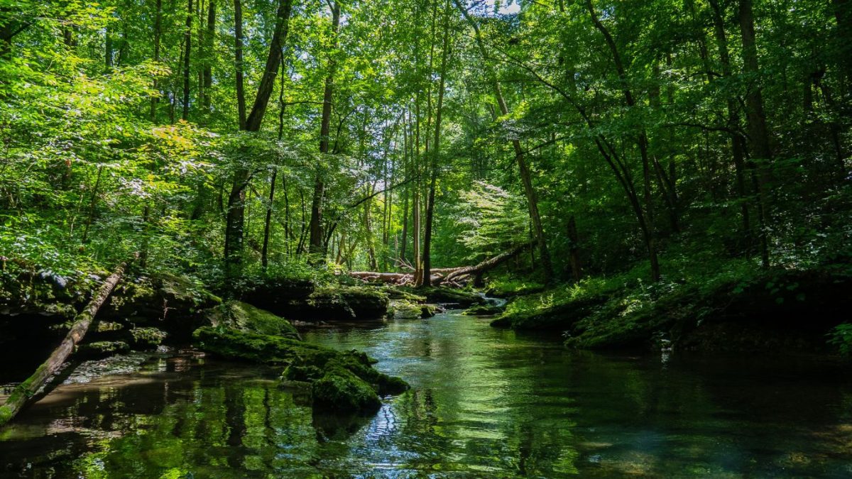 Lei de Concessão Florestal completa 20 anos alinhada à agenda climática