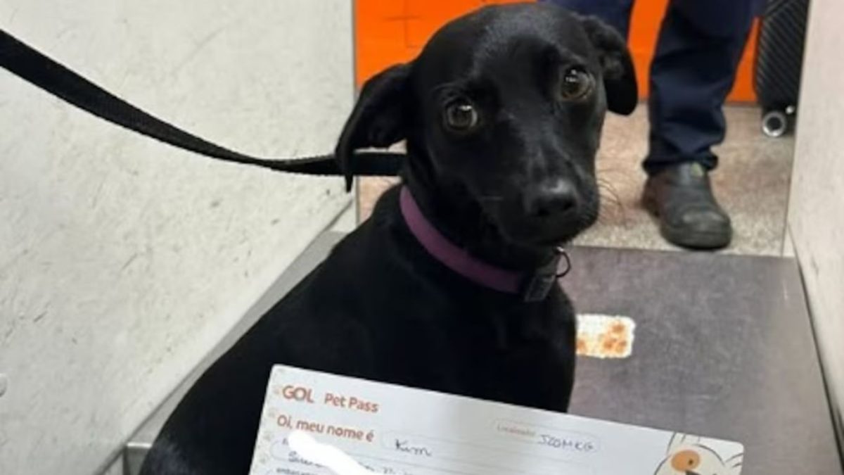 O caso da cadela Kim e os riscos no transporte de animais em aviões