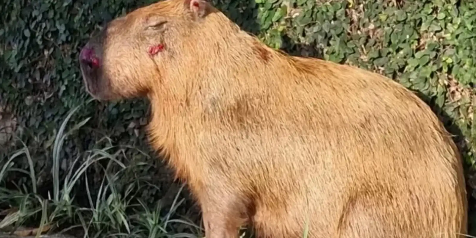 Seis homens são denunciados por espancar capivara no Rio