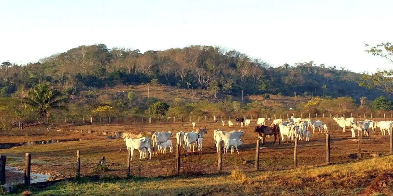 STF mantém limites à compra de terras por empresas com capital estrangeiro
