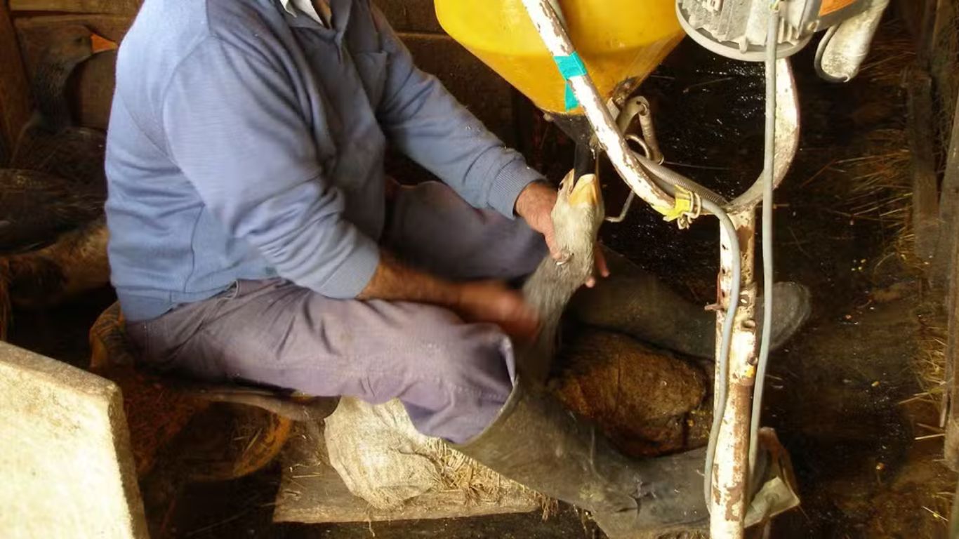 Câmara aprova projeto que pode proibir foie gras no Brasil