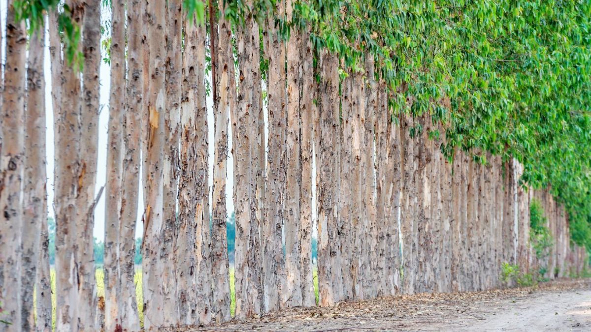Justiça condena produtor por invasão de agrotóxico em produção de eucaliptos do vizinho