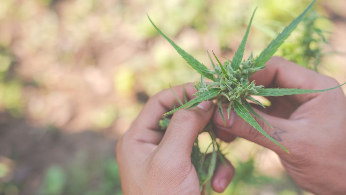 STJ veta mandado de injunção para cultivo doméstico de cannabis por pessoa física