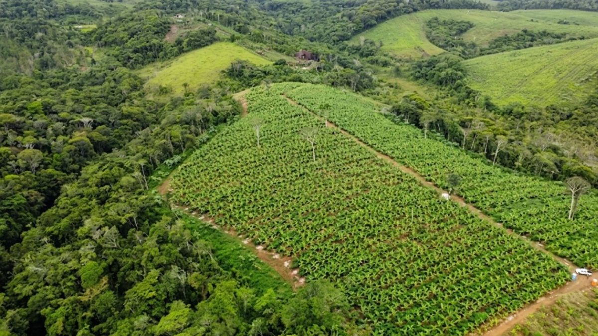 Veirano e Campos Vieira fecham aporte da Série A na Belterra Agroflorestas
