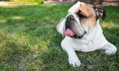 Influenciadora é condenada por atacar veterinária em caso de cão perdido