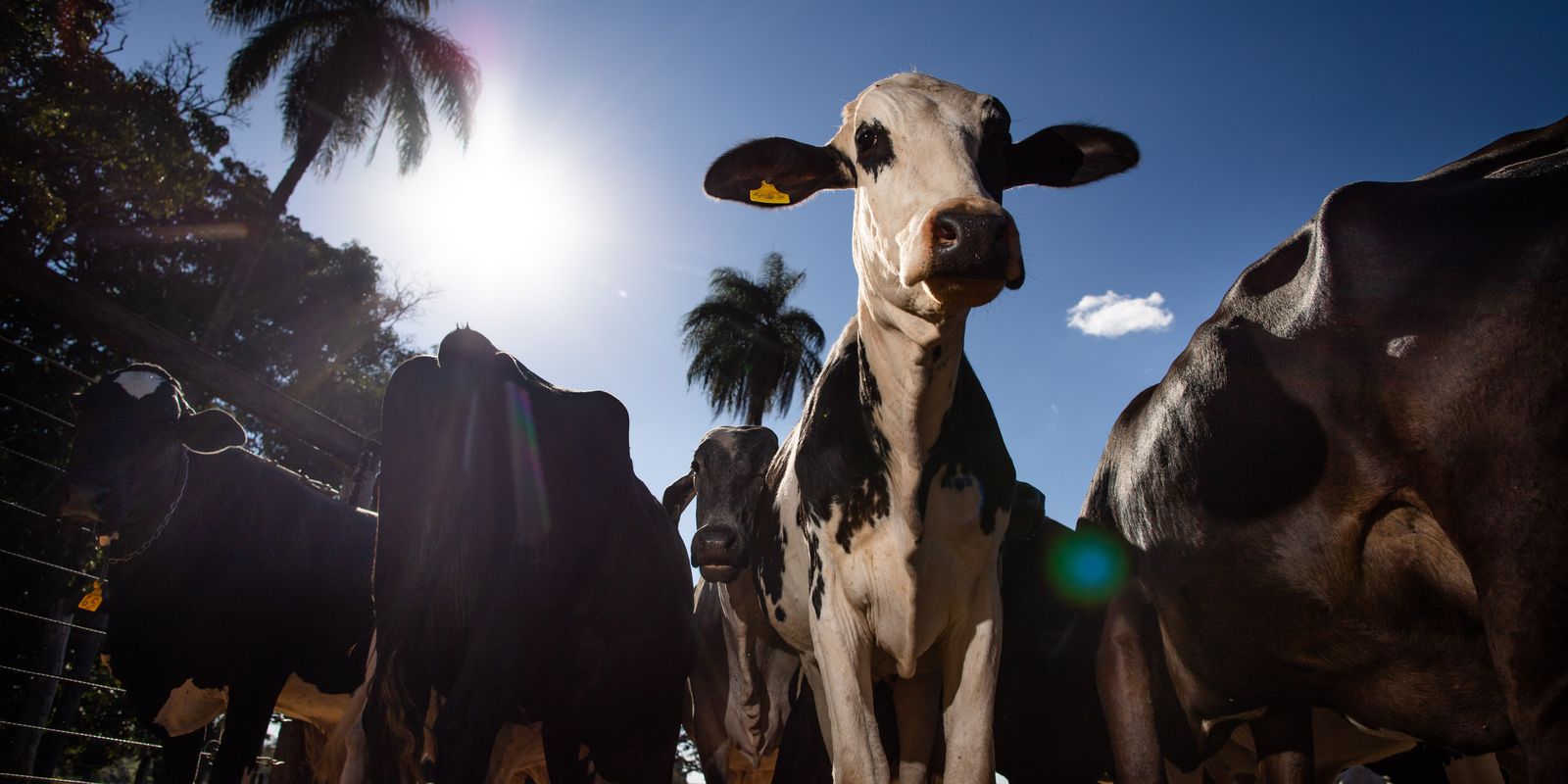 União Europeia oficializa veto a carnes e pescados do Brasil em setembro