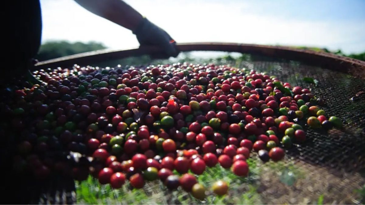 Nova regra da União Europeia pode dificultar exportação de café brasileiro