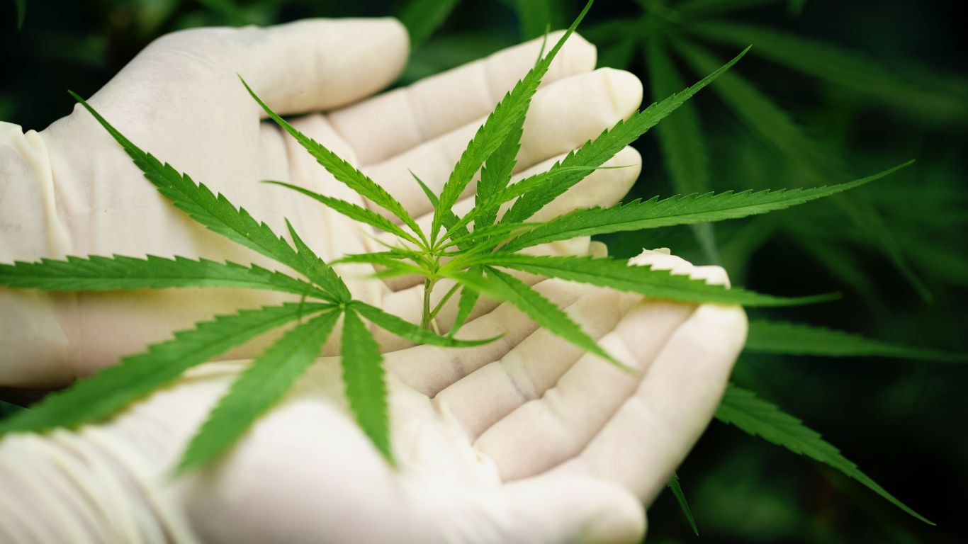 Falta de acesso à cannabis pelo SUS impulsiona ações na Justiça