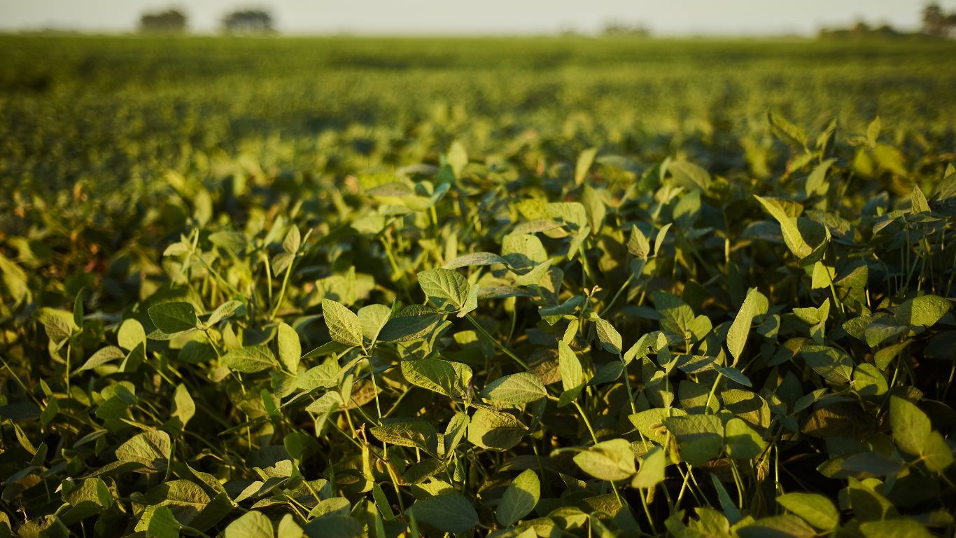 TJSC valida exclusão de seguro agrícola para soja plantada após pastagem