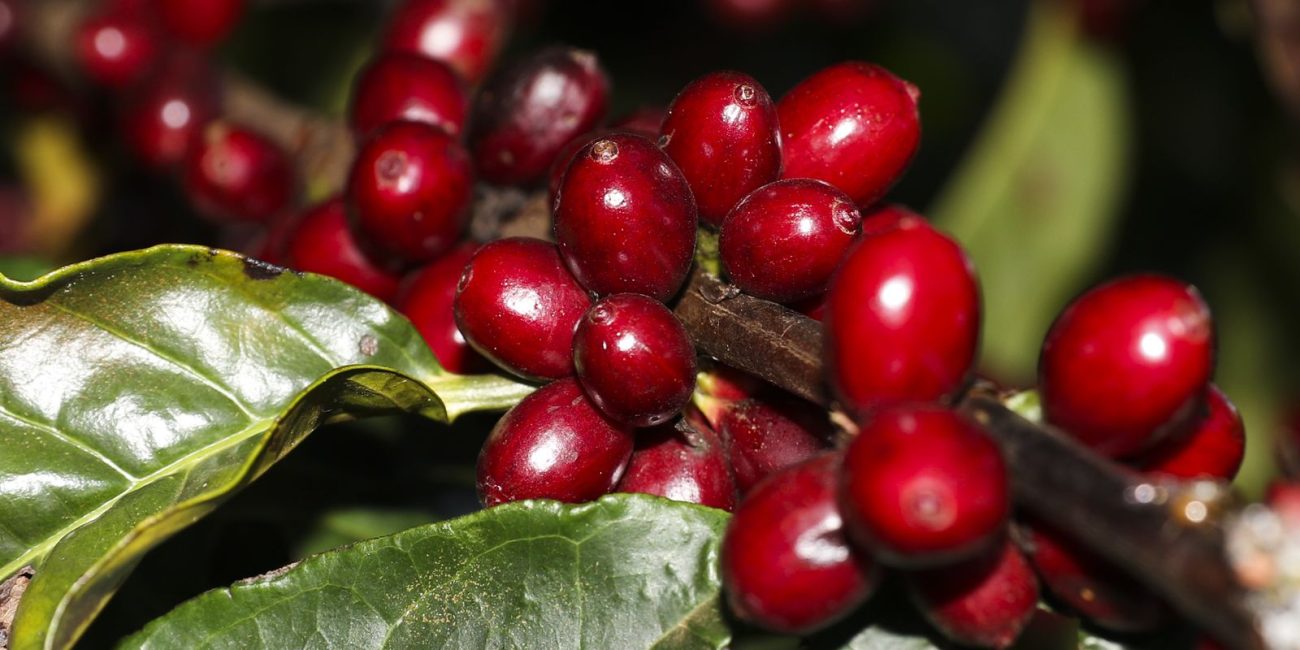Tarifa dos EUA atinge máquinas, açúcar e etanol, mas preserva café e petróleo