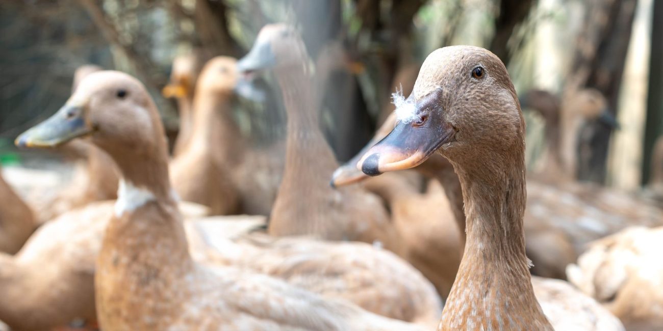Sancionada lei que proíbe foie gras no Brasil e prevê punição por maus-tratos