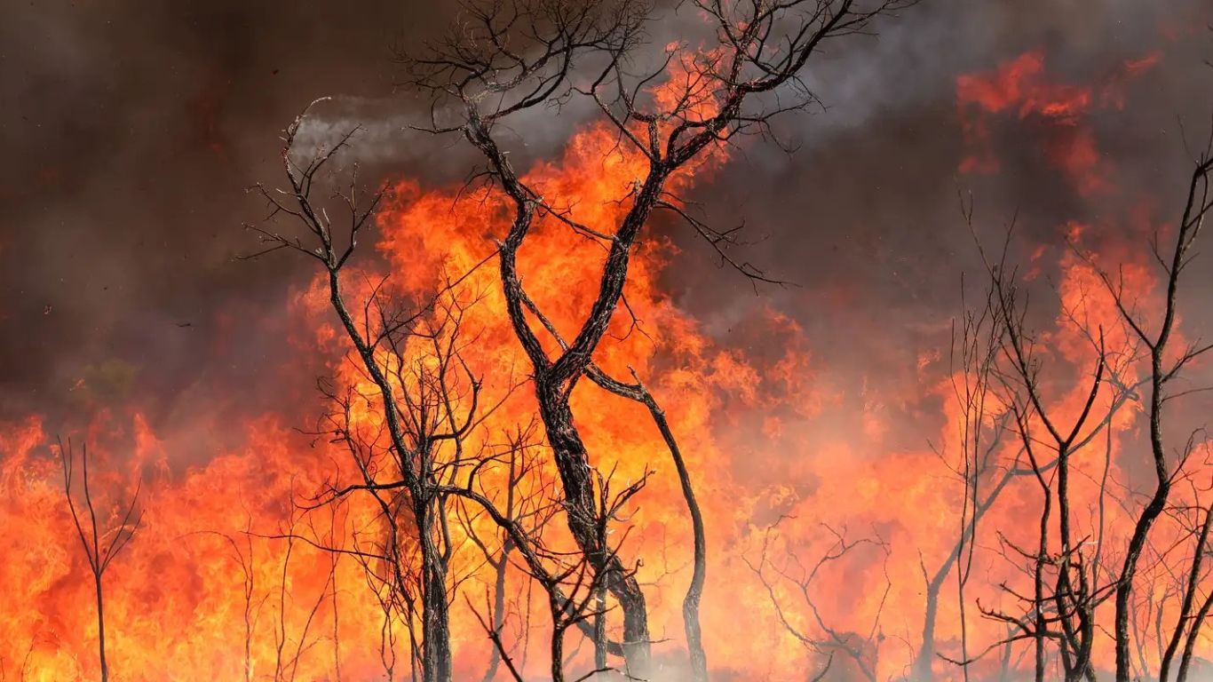 Incêndios rurais: como produtores podem contestar multas e embargos ambientais